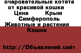 очаровательные котята от красивой кошки. › Цена ­ 10 - Крым, Симферополь Животные и растения » Кошки   